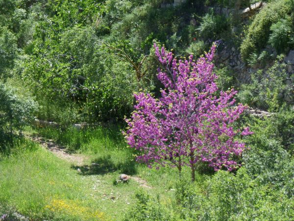 Sataf - near Jerusalem - Photography by Haim Tzuk.